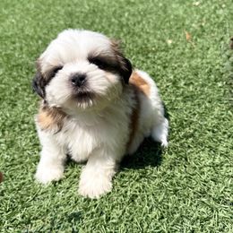 AKC CASPIAN - Gold and white male Shih Tzu puppy in Henderson, Nevada from SHIH TZU HOUSE