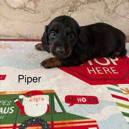 Piper - Black and tan female Dachshund puppy in Sunman, Indiana from Bedrock Dachshunds