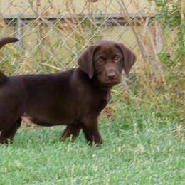 Golden Retriever and Labrador Retriever Puppies from All Around Retrievers