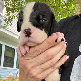 Rafferty - Mantle male Great Dane puppy in Cadillac, Michigan from Garrow Danes House of Blues