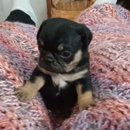 Reese - Black male Pug puppy in East Bernstadt, Kentucky from Sundance Pugs