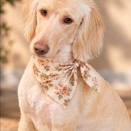 Hazel - Labradoodle