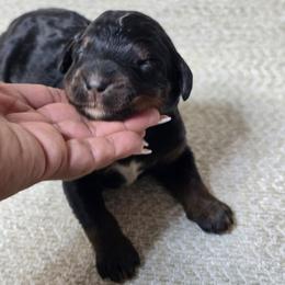 Nix - Phantom male Bernedoodle puppy in Austin, Texas from Austin Doodles & Poodles
