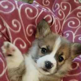 Pembroke Welsh Corgi Puppies from Gardner Corgis