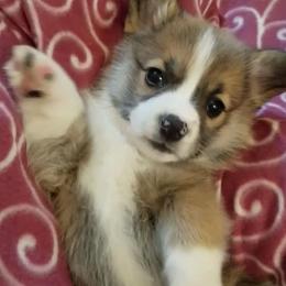 Pembroke Welsh Corgi Puppies from Gardner Corgis