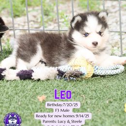 Leo - Black and white male Pomsky puppy in Humeston, Iowa from M.A.R. Dogs