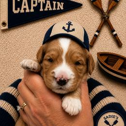 Captain - Red  male Goldendoodle puppy in Placerville, California from New Dawn Poodles and Doodles