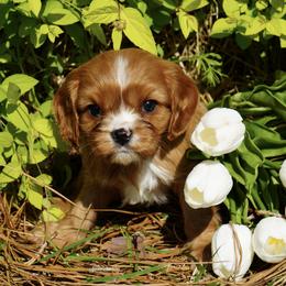 Penny - Ruby female Cavalier King Charles Spaniel puppy in Lula, Georgia from Cavaliers by Crumley