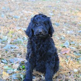 Poodle Puppies from Country Road Homestead
