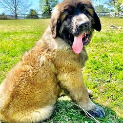 Great Pyrenees and Leonberger Puppies from Easter Acres