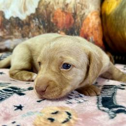 Elsa - Cream female Dachshund puppy in Orlando, Florida from Weiner Wunderland of Central Florida