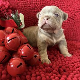 Rose - Fawn female French Bulldog puppy in Klamath Falls, Oregon from S-D Frenchies