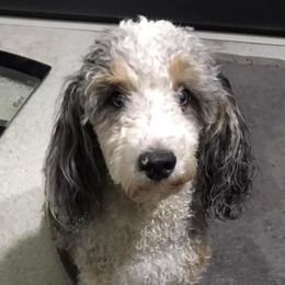 Lavender - Bernedoodle