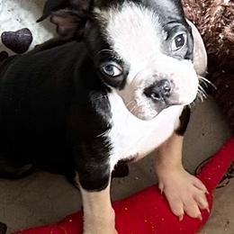 Boy one - Black brindle and white male Boston Terrier puppy in Georgia from KD’s K9 Oasis