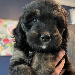 Storm (Brandi C) - Tri-color Bernedoodle puppy in Knoxville, Tennessee from Bright Side Doodles