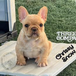 Three's Company, Chrissy Snow - Cream female French Bulldog puppy in Salem, Oregon from Toy House Frenchies