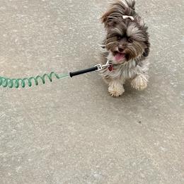 Oakli - Havanese