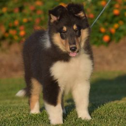 Wren - Black white and tan female Collie puppy in Danville, Pennsylvania from Brookwood Collies, Smooth & Rough