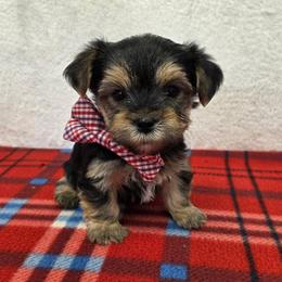 Charlie - Black & tan tri-color male Morkie puppy in Monticello, Iowa from Ashley’s Puppies