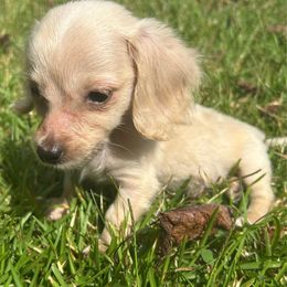 Boy 2 - Cream male Dachshund puppy in Buchanan, Georgia from Kiser Creek Dachshunds