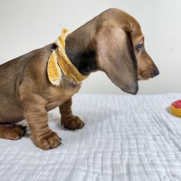 Lucky - Red male Dachshund puppy in Bala Cynwyd, Pennsylvania from Hotdawgz Standard AKC Dachshunds