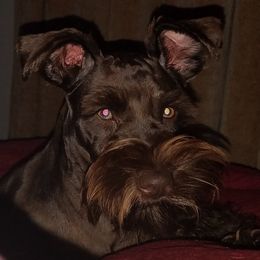 Cocoa - Miniature Schnauzer