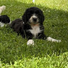 Orange - Black and white female Sheepadoodle puppy in Prairie Du Chien, Wisconsin from Hicklin Hollow Ranch