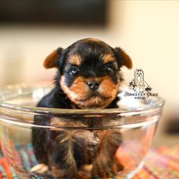Yorkshire Terrier Puppies from Essence of Grace Yorkies