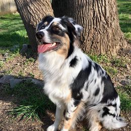Sona - Australian Shepherd
