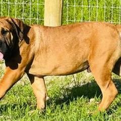 Boerboels from Upstateboerboels