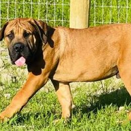 Boerboels from Upstateboerboels