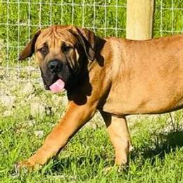 Boerboels from Upstateboerboels