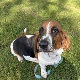 Stella - Basset Hound