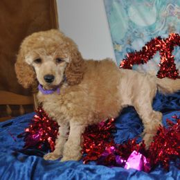 Poodle Puppies from Moyen Majestic Embrace Poodles (MOYEN ME)