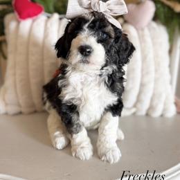 Freckles - Black and white female Sheepadoodle puppy in Danville, Indiana from Marley’s Doodle Ranch