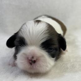 Shih Tzu Puppies from Little Miracles Shih Tzu