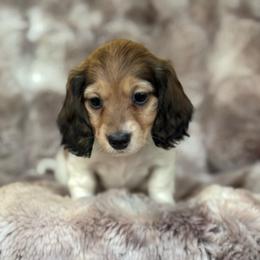 Lady (Burrata) - Cream female Dachshund puppy in Lincoln, California from ForeversEdge Doxies