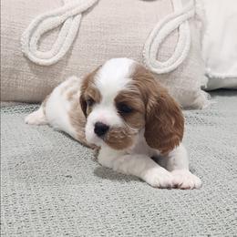 Cooper - Blenheim male Cavalier King Charles Spaniel puppy in Binger, Oklahoma from King of the Hill Cavaliers