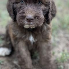 Aussiedoodle, Poodle, and Saint Berdoodle Puppies from Remington Kennels, LLC