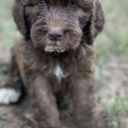 Aussiedoodle, Poodle, and Saint Berdoodle Puppies from Remington Kennels, LLC