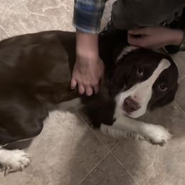 Agnes - English Springer Spaniel