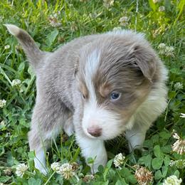 Blue Collar - Lilac male Border Collie puppy in Gadsden, Alabama from Collie Wood Hills