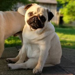 Pugs from Helen's Pugs