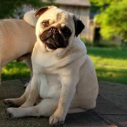 Pugs from Helen's Pugs