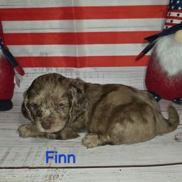 Finn - Merle male Cockapoo puppy in Holden, Missouri from Rouffman Doodles