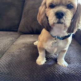 Lhasa Apsos and Shih Tzus from The Ruff Life Tribe