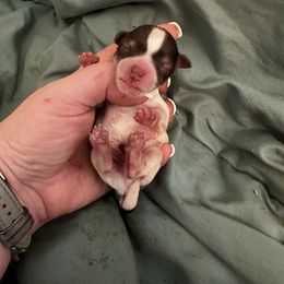 Monticello - Parti male Miniature Schnauzer puppy in Newark, Ohio from Tuckered Out Schnauzers