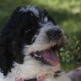 Poodles from Timberlea kennels