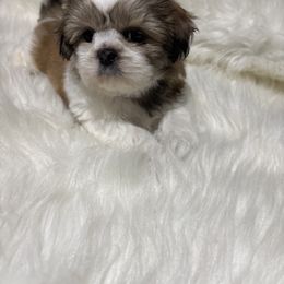 Buster - Tricolor male Shih Tzu puppy in Michigan from Dorothy's Shih Tzus