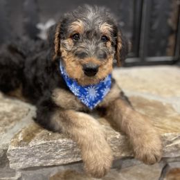 Airedale Terrier Puppies from RiverRun Terriers